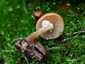 Fenyves sisakgomba (Galerina marginata), Naszály-hegy